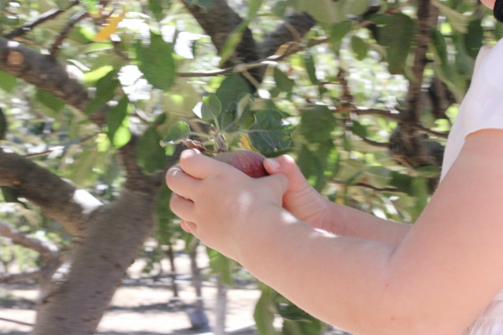 Cosechando manzanas en&nbsp;Otoño