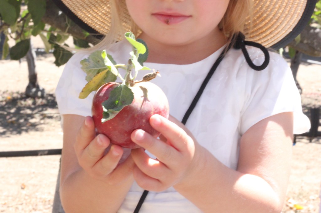 Apple picking with kids. Consecha de manazanas con ninos