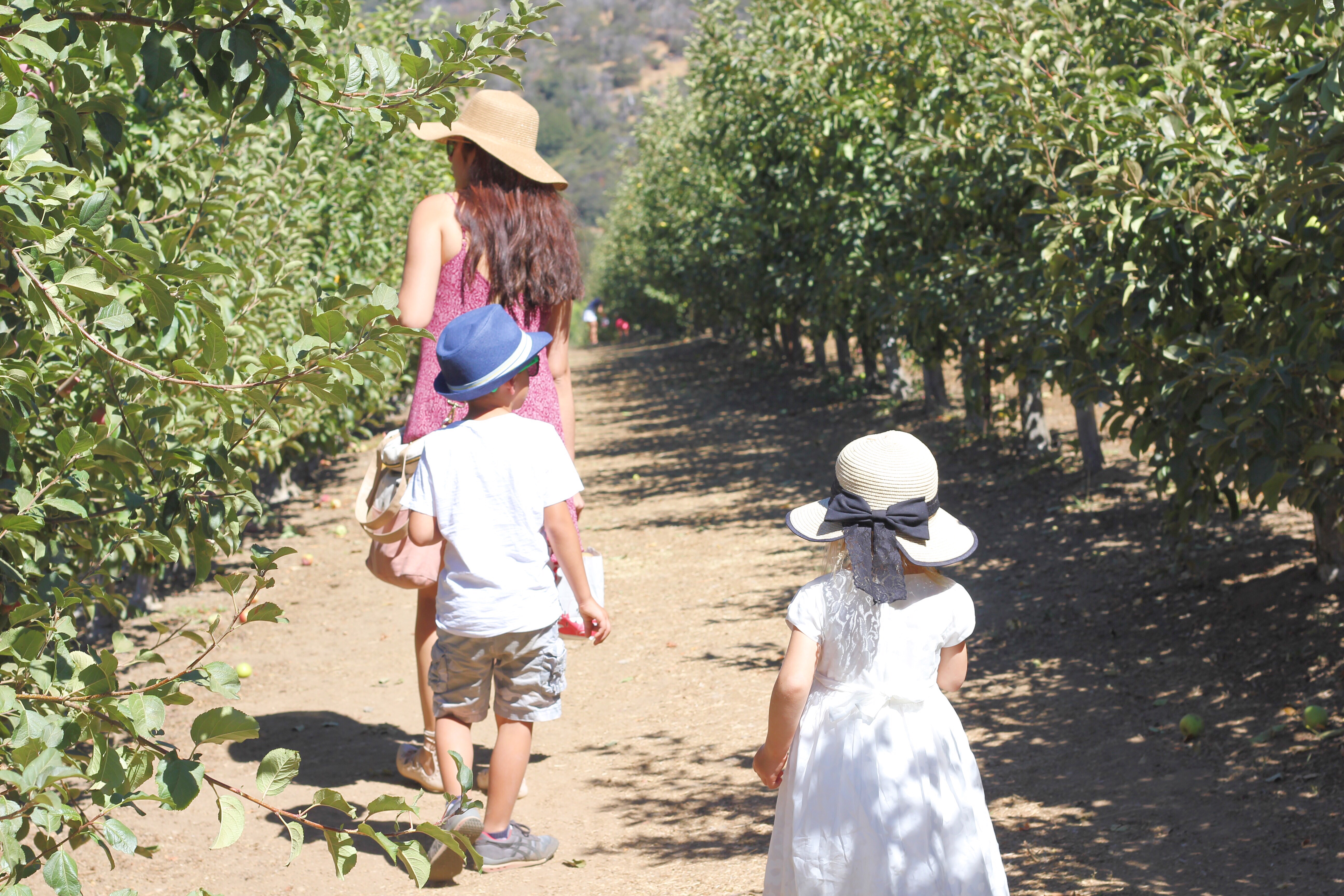 apple picking. Cosecha de manzanas con ninos