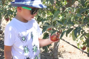 apple picking. cosecha de manzanas con ninos