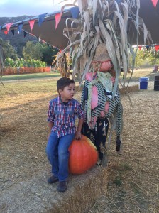 pumpkin patch