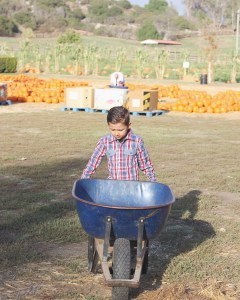 pumpkin patch