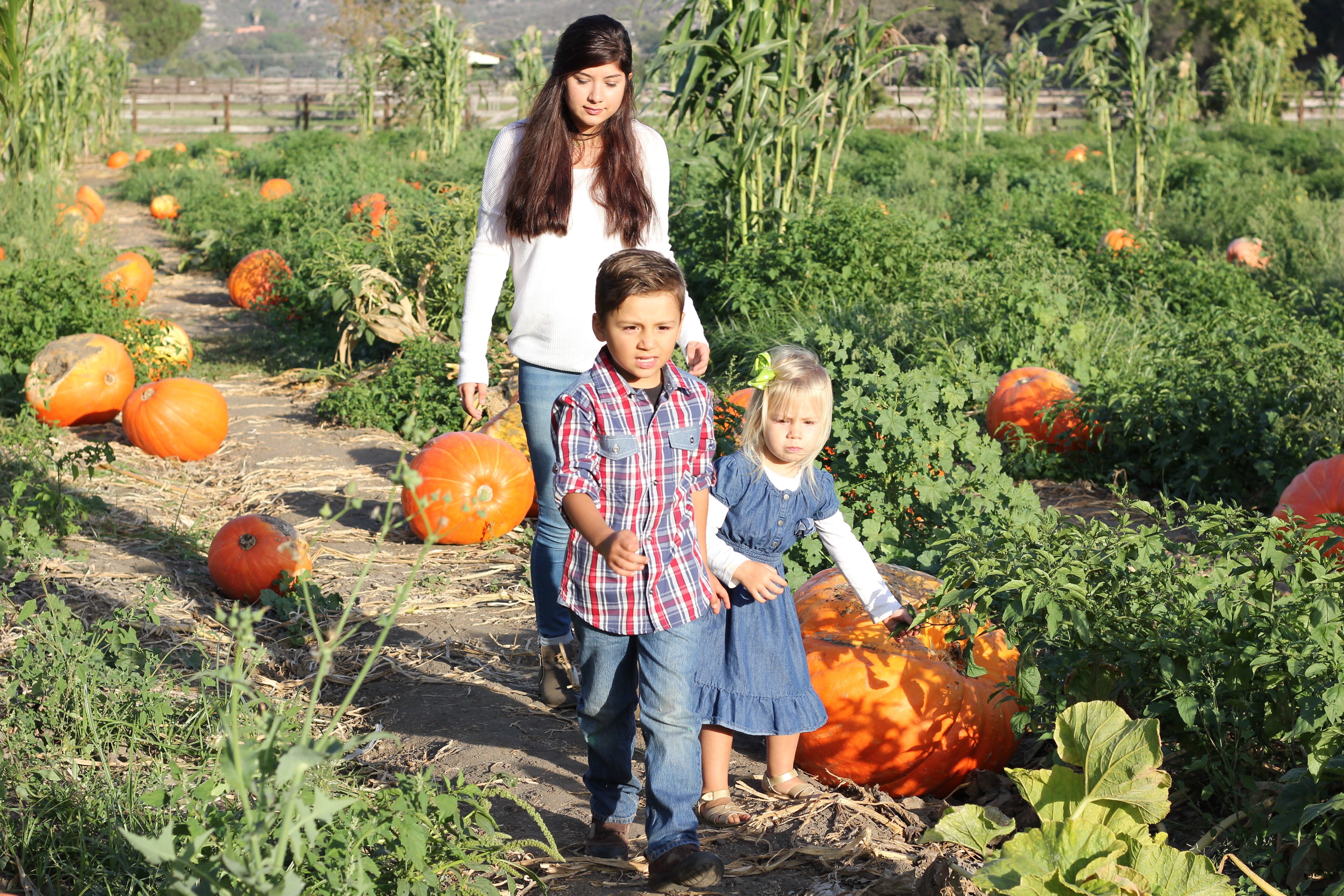 pumpkin patch