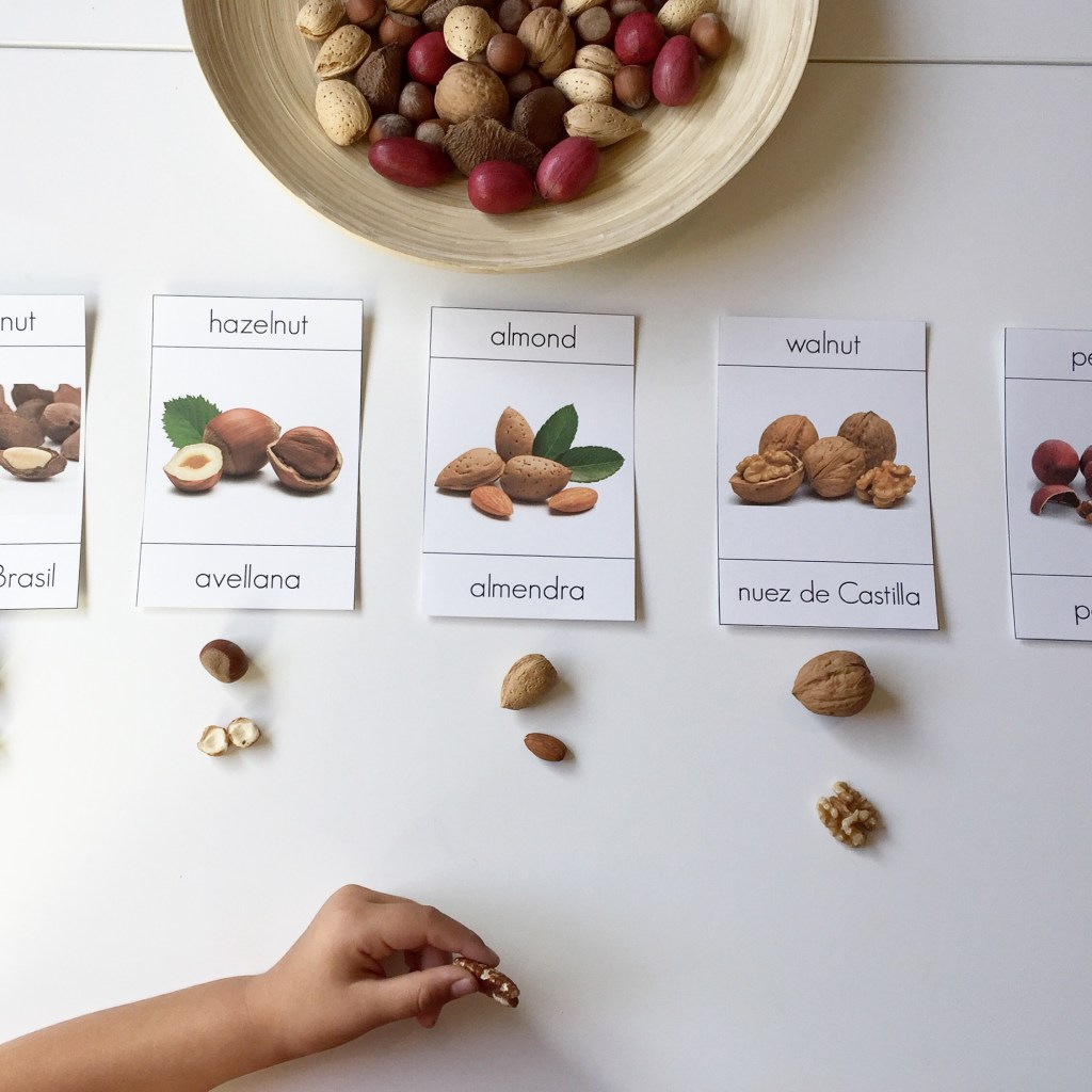 Montessori 3 part cards Nuts - nueces bilingual