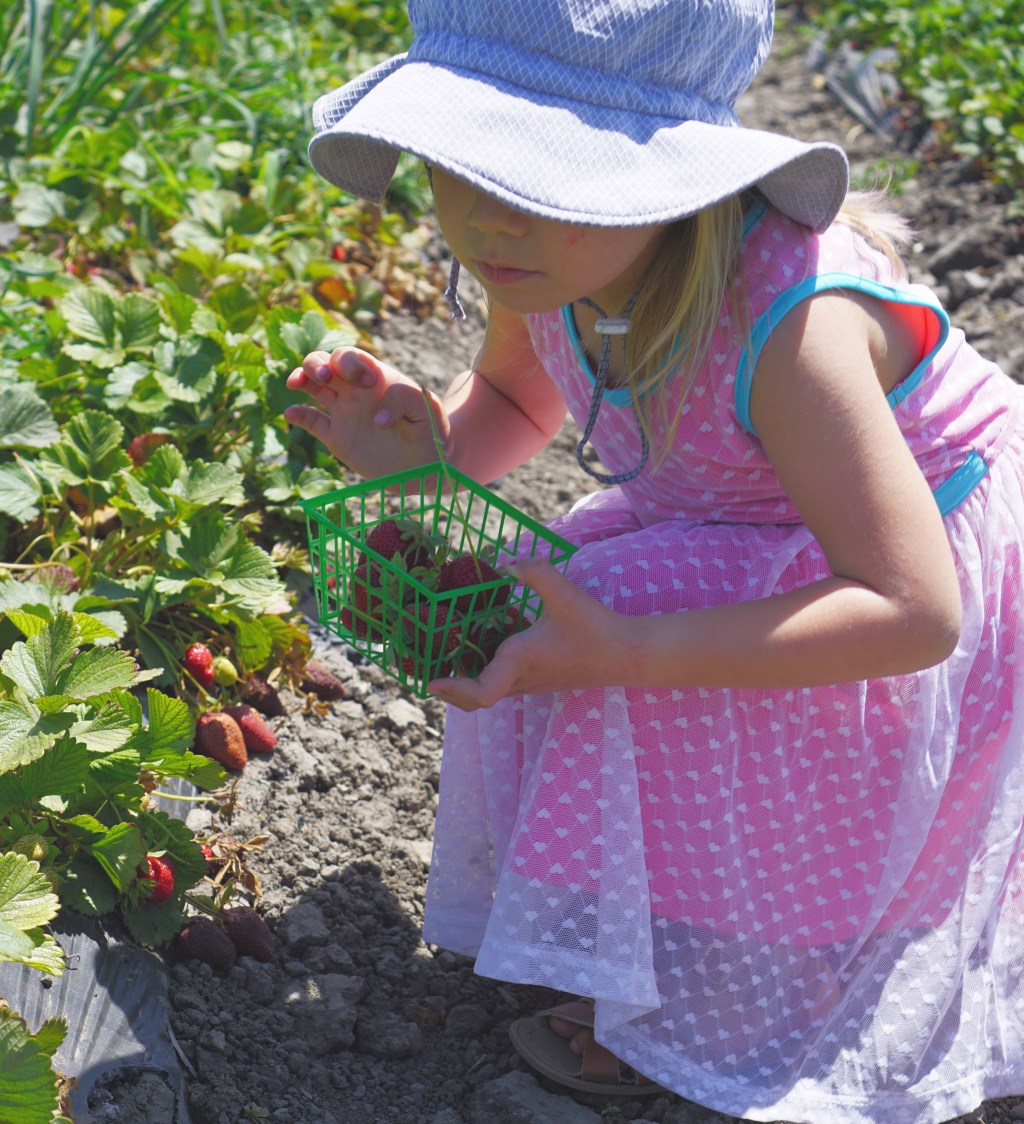 Cosechando fresas en un huerto&nbsp;Orgánico