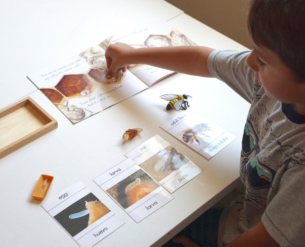 Aprendiendo el Ciclo de Vida de una&nbsp;Abeja