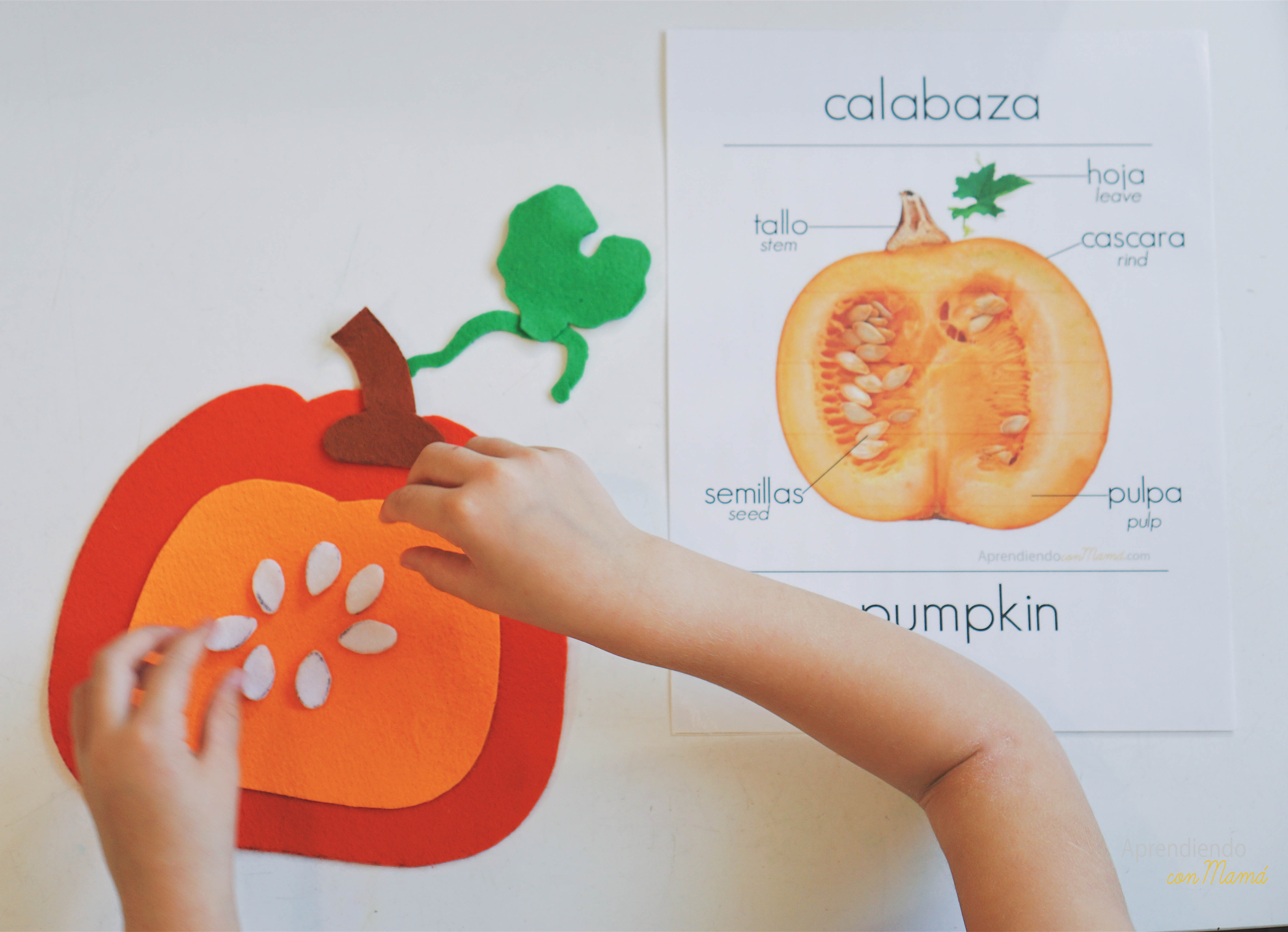 Tarjetas Montessori ciclo de vida calabaza preescolar actividades para niños imágenes reales