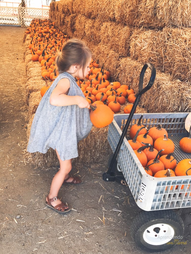 paseo a un huerto de calabazas actividades divertidas para niños
